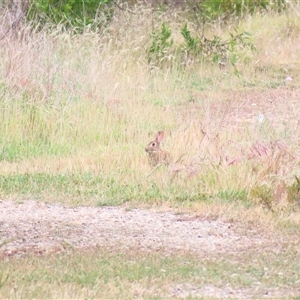 Oryctolagus cuniculus at Goolwa, SA - 29 Oct 2024 07:57 AM