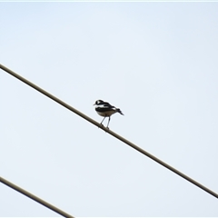 Grallina cyanoleuca (Magpie-lark) at Goolwa, SA - 28 Oct 2024 by MB