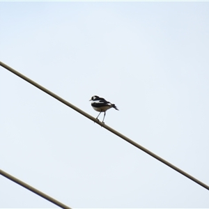 Grallina cyanoleuca (Magpie-lark) at Goolwa, SA by MB