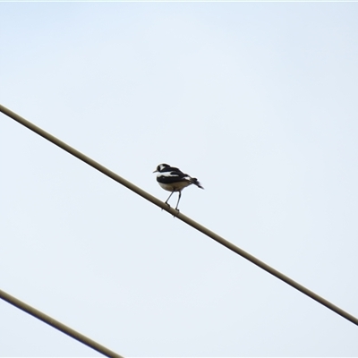 Grallina cyanoleuca (Magpie-lark) at Goolwa, SA - 28 Oct 2024 by MB