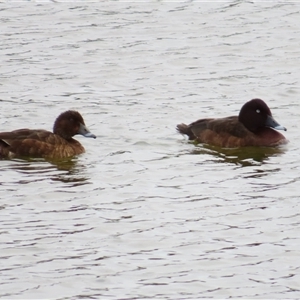 Aythya australis (Hardhead) at Goolwa, SA by MB