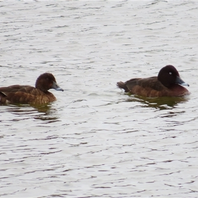 Aythya australis (Hardhead) at Goolwa, SA - 29 Oct 2024 by MB