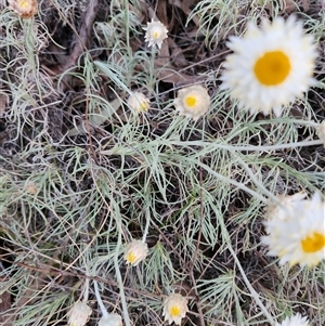 Leucochrysum albicans subsp. tricolor at Latham, ACT - 16 Sep 2024