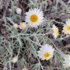 Leucochrysum albicans subsp. tricolor at Latham, ACT - 16 Sep 2024