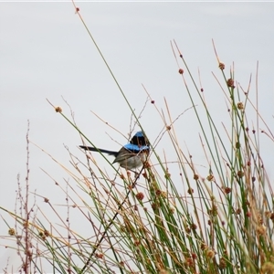 Malurus cyaneus (Superb Fairywren) at Goolwa, SA by MB