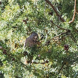 Callocephalon fimbriatum at Forrest, ACT - 10 Oct 2024