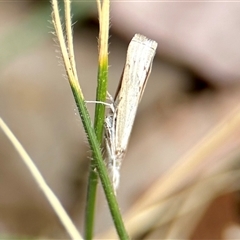 Culladia cuneiferellus (Crambinae moth) at Aranda, ACT - 7 Nov 2024 by KMcCue