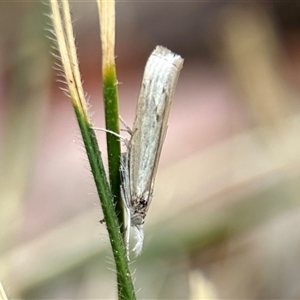 Culladia cuneiferellus at Aranda, ACT - 7 Nov 2024