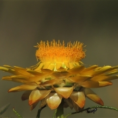 Xerochrysum viscosum (Sticky Everlasting) at Barton, ACT - 3 Nov 2024 by MichaelBedingfield