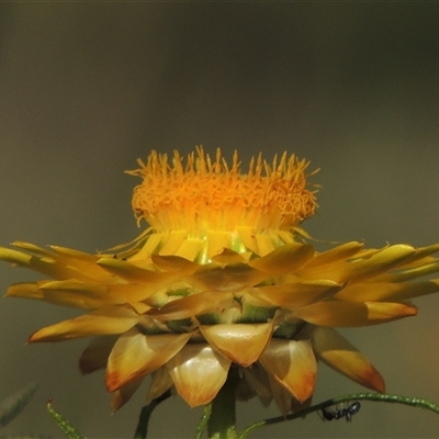 Xerochrysum viscosum (Sticky Everlasting) at Barton, ACT - 3 Nov 2024 by MichaelBedingfield