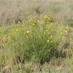 Xerochrysum viscosum at Barton, ACT - 3 Nov 2024