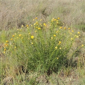 Xerochrysum viscosum at Barton, ACT - 3 Nov 2024