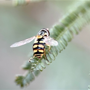 Simosyrphus grandicornis at Aranda, ACT - 7 Nov 2024