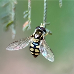 Simosyrphus grandicornis at Aranda, ACT - 7 Nov 2024