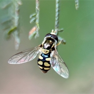 Simosyrphus grandicornis at Aranda, ACT - 7 Nov 2024