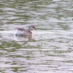 Poliocephalus poliocephalus (Hoary-headed Grebe) at Goolwa, SA - 28 Oct 2024 by MB