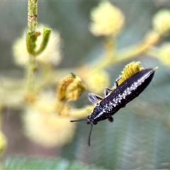 Rhinotia sp. (genus) (Unidentified Rhinotia weevil) at Aranda, ACT - 7 Nov 2024 by KMcCue