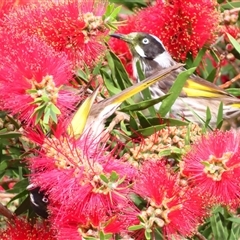 Phylidonyris novaehollandiae (New Holland Honeyeater) at Goolwa, SA - 28 Oct 2024 by MB