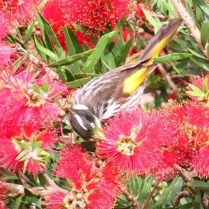 Phylidonyris novaehollandiae at Goolwa, SA - 29 Oct 2024