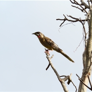 Anthochaera carunculata (Red Wattlebird) at Goolwa, SA by MB