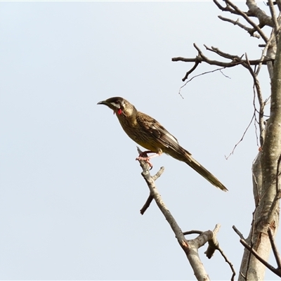 Anthochaera carunculata (Red Wattlebird) at Goolwa, SA - 28 Oct 2024 by MB