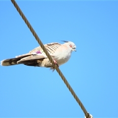 Ocyphaps lophotes (Crested Pigeon) at Goolwa, SA - 29 Oct 2024 by MB