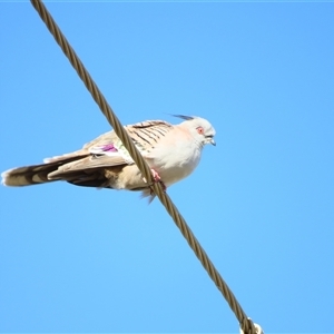 Ocyphaps lophotes (Crested Pigeon) at Goolwa, SA by MB