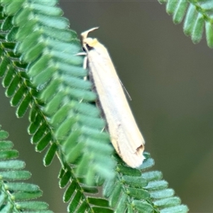 Philobota mathematica group undescribed species. at Aranda, ACT - 7 Nov 2024 03:04 PM