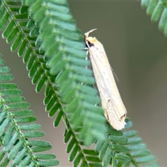 Philobota mathematica group undescribed species. at Aranda, ACT - 7 Nov 2024 03:04 PM