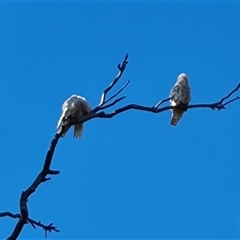 Cacatua sanguinea (Little Corella) at Symonston, ACT - 8 Nov 2024 by Mike