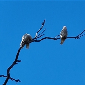 Cacatua sanguinea at Symonston, ACT - 8 Nov 2024 07:44 AM