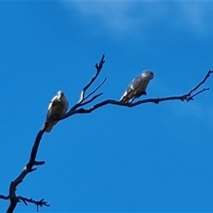 Cacatua sanguinea at Symonston, ACT - 8 Nov 2024 07:44 AM