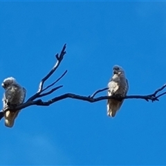 Cacatua sanguinea at Symonston, ACT - 8 Nov 2024