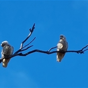 Cacatua sanguinea at Symonston, ACT - 8 Nov 2024 07:44 AM