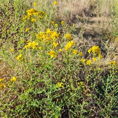 Hypericum perforatum (St John's Wort) at Jerrabomberra, NSW - 7 Nov 2024 by Mike