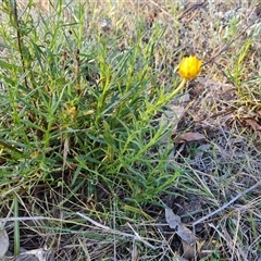 Xerochrysum viscosum (Sticky Everlasting) at Symonston, ACT - 8 Nov 2024 by Mike