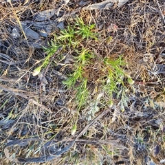 Vittadinia muelleri (Narrow-leafed New Holland Daisy) at Symonston, ACT - 8 Nov 2024 by Mike