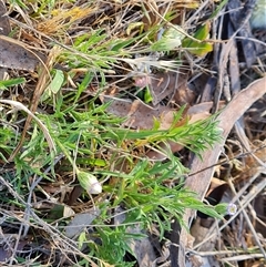 Vittadinia muelleri at Symonston, ACT - 8 Nov 2024 07:27 AM