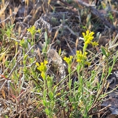 Pimelea curviflora var. sericea (Curved Riceflower) at Symonston, ACT - 8 Nov 2024 by Mike