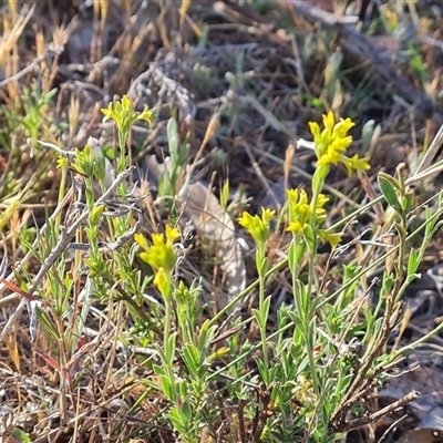 Pimelea curviflora var. sericea (Curved Riceflower) at Symonston, ACT - 8 Nov 2024 by Mike
