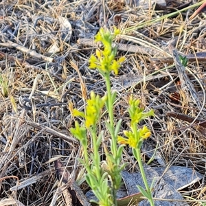 Pimelea curviflora var. sericea at Symonston, ACT - 8 Nov 2024