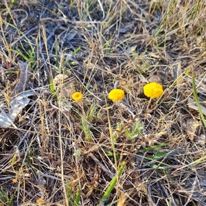 Leptorhynchos squamatus at Symonston, ACT - 8 Nov 2024