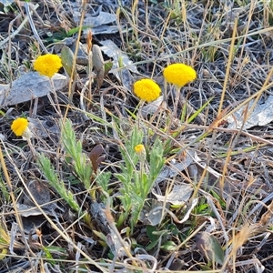 Leptorhynchos squamatus at Symonston, ACT - 8 Nov 2024