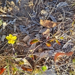 Goodenia hederacea (Ivy Goodenia) at Symonston, ACT - 7 Nov 2024 by Mike