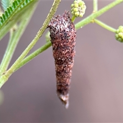 Conoeca or Lepidoscia (genera) IMMATURE (Unidentified Cone Case Moth larva, pupa, or case) at Aranda, ACT - 7 Nov 2024 by KMcCue