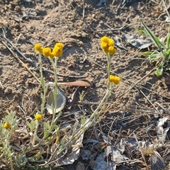 Chrysocephalum apiculatum (Common Everlasting) at Symonston, ACT - 8 Nov 2024 by Mike