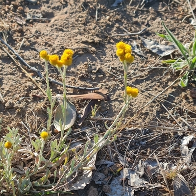 Chrysocephalum apiculatum (Common Everlasting) at Symonston, ACT - 7 Nov 2024 by Mike