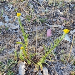 Chrysocephalum apiculatum at Symonston, ACT - 8 Nov 2024