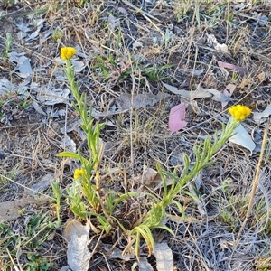 Chrysocephalum apiculatum at Symonston, ACT - 8 Nov 2024 07:19 AM