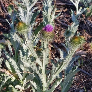 Onopordum acanthium at Symonston, ACT - 8 Nov 2024